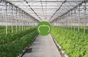 Grapas anilladas para entutorado de cultivo protegido