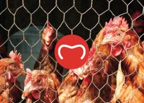 Aplica&ccedil;&otilde;es A20: Agro-pecu&aacute;ria › Gaiolas